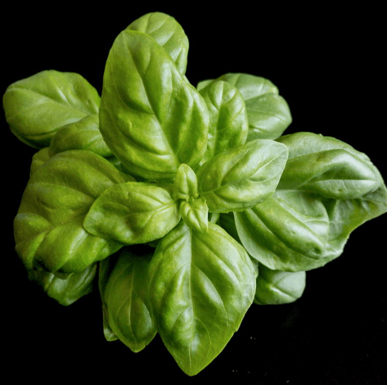 Above shot of fresh basil