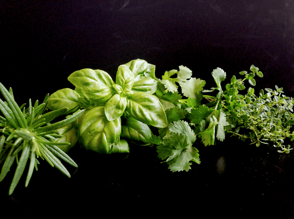 Cooking with herbs- basil, rosemary, cilantro and thyme
