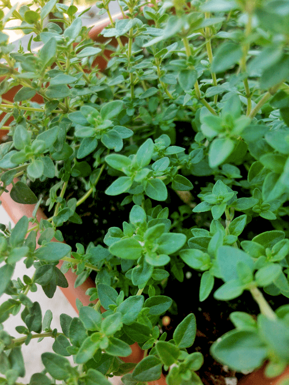 Thyme growing in planter