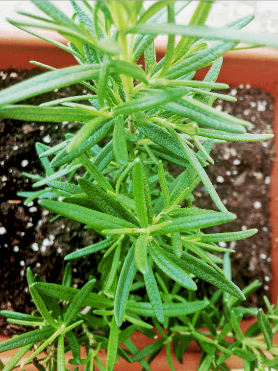rosemary in planter