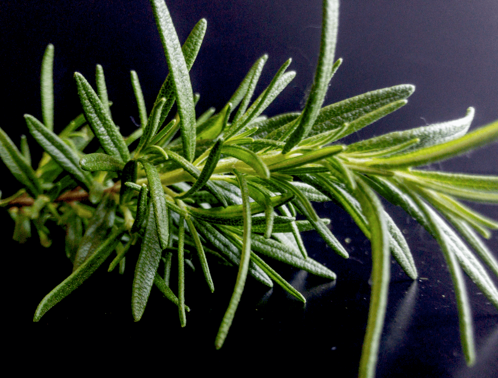 rosemary